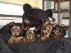 Puppies...latest picture!-puppy-pictures-3-016.jpg