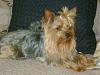 Susan's Yorkies-dsc02478.jpg