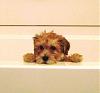 New Here with Yorkie Bichon Mix - Penny-bathtime.jpg