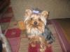 New pics of Chewy!-img_1209.jpg