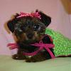 My Sweet Saydee will be one year old on Sunday!-green-dress.jpg