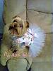 My little Chloe in her tutu dress-chloe-copy.jpg