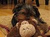 Andy Loves Stuffed Animals-monkey-love.jpg