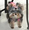 Lulu modeling a few of her BowBiz bows-lulu-pink-dress-bow.jpg