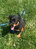 Jackson vs. a Rottie-photo1.jpg