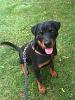 Jackson vs. a Rottie-photo3.jpg