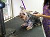 Brielle's 1st full groom-1st-groom-before.jpg