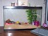 Roxie and the Hermit Crabs..lol..-1roxie-hermit-crab.jpg