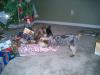 Tearing open those gifts!!!!-luigi-brasco-058.jpg