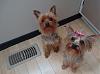 Zach and Lola showing off their new bows!-019.jpg