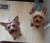 Zach and Lola showing off their new bows!-021.jpg