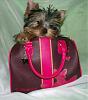 Is this a teapot or teacup yorkie?-pocketpuppy.jpg