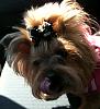 Darcy--ready for Monday Night Football--WHO DAT!-360.jpg