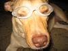 Who rocks their Doggles???-fiona-trim-down-7.25.10-013.jpg