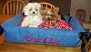 Girls in new Rhennyroos.com bed!-fiona-eva-new-bed-table-2.jpg