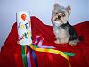 Today is Toby's 3rd Birthday!-032-resized.jpg