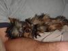 Post Your Cute Sleeping Pictures Here !-aria-sleeping.jpg