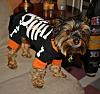 Gizmo in his new Halloween clothes!!-gizmo-halloween-2010-004-600-x-561-.jpg
