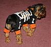 Gizmo in his new Halloween clothes!!-gizmo-halloween-2010-008-600-x-559-.jpg