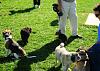 Dog Park Fun-_ema1025.jpg