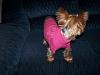 Roxie showing off her new sweater!-roxie-292.jpg