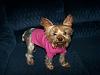 Roxie showing off her new sweater!-roxie-295.jpg