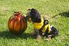 Tallulah Bee is Ready for Halloween!-tallulah-bee1.jpg