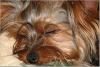 Post Your Cute Sleeping Pictures Here !-47b5d807b3127cce923c93a139bc00000016108czt2rjsxbm.jpg