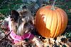 Izzy and her Pumpkin-dscf0516.jpg