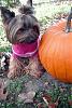 Izzy and her Pumpkin-izzy-fall-2.jpg