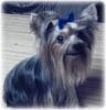 Doesn't he look precious in his manly blue bow?-blue-bow-3.jpg