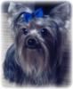 Doesn't he look precious in his manly blue bow?-blue-bow.jpg