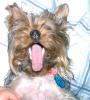 Let's see your tongue pictures!-yawning-gucci.jpg