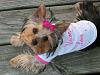 Does your baby wear a bow? : )-unconditional-love-6-mos.jpg