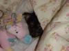 Post Your Cute Sleeping Pictures Here !-cnv0207.jpg