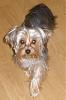 Zoey's grown up!-pa230635-2-.jpg