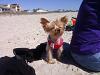 Went to the beach today!-roxie-beach.jpg