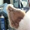 Max Has Ears!!-ear.jpg