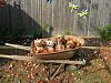 Coco, Pebbles, Trixie and Wally playing in the leaves!!-picture-045-01.jpg