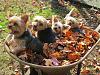 Coco, Pebbles, Trixie and Wally playing in the leaves!!-picture-054-1.jpg