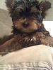 Finally got my yorkie baby :)-121.jpg