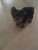 Finally got my yorkie baby :)-128.jpg