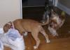 JoJo had a visitor last night!-jojo-kilo-002.jpg