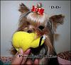 Pic of My Little Boy "DiDi" chewing a toy-snewdididuckie.jpg
