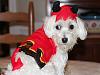 I think my dogs HATE Halloween!!  What do you think??-benjamin.jpg