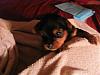 Pictures of my adorable Harlow =]-october-15-2010-002.jpg