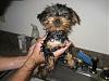 Tarquin's first bath-yt-bath-1.jpg