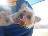 Let's see your tongue pictures!-bentley.jpg
