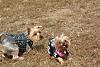 Jackson and his girlfriend, Nala, enjoy a dog park day-img_0779.jpg