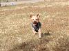 Jackson and his girlfriend, Nala, enjoy a dog park day-img_0786.jpg